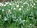 Tulip Bed_2 